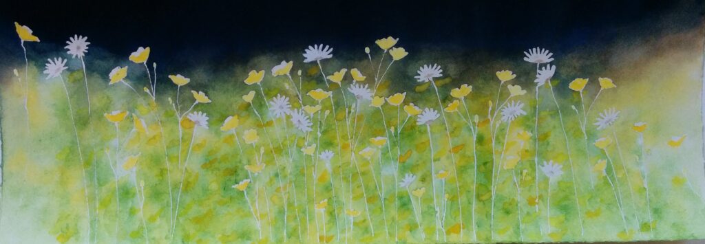 Buttercups & Daisies